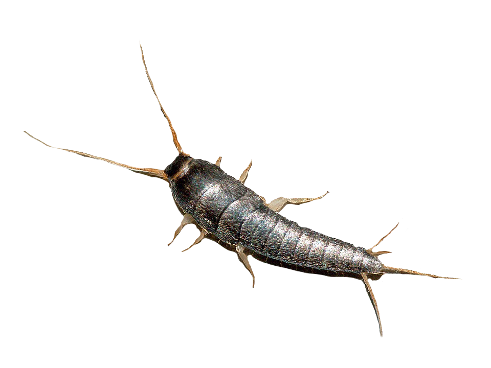 rybiki cukrowe