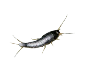 rybiki cukrowe