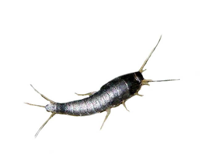 rybiki cukrowe